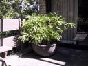 Bamboo