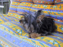 Poppy!