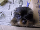 Puppy!
