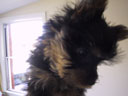 Puppy!