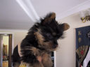 Puppy!