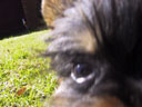 Puppy!
