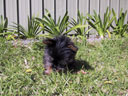 Puppy!
