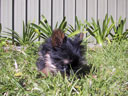 Puppy!