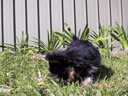 Puppy!