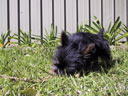 Puppy!