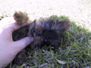 Puppy!