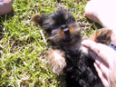 Puppy!