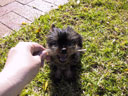 Puppy!