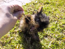 Puppy!