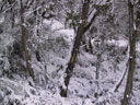 Skiing Photo