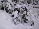 Skiing Photo